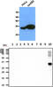 Cathepsin Z antibody, MBS200315, MyBioSource, Western Blot image 