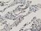 Annexin A3 antibody, LS-C172467, Lifespan Biosciences, Immunohistochemistry frozen image 