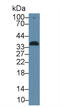 Alpha-1-Microglobulin/Bikunin Precursor antibody, LS-C300813, Lifespan Biosciences, Western Blot image 