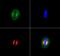 Kinesin Family Member 2A antibody, GTX30691, GeneTex, Immunofluorescence image 