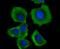 Transcription Factor A, Mitochondrial antibody, NBP2-75577, Novus Biologicals, Immunocytochemistry image 