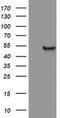 Adipocyte Plasma Membrane Associated Protein antibody, MA5-25876, Invitrogen Antibodies, Western Blot image 