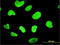 High Mobility Group Box 1 antibody, LS-C104965, Lifespan Biosciences, Immunofluorescence image 