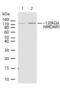 Glutamate Ionotropic Receptor AMPA Type Subunit 1 antibody, 710020, Invitrogen Antibodies, Western Blot image 