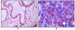 Membrane Metalloendopeptidase antibody, abx010513, Abbexa, Western Blot image 