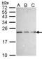 Brain Expressed X-Linked 3 antibody, NBP1-31652, Novus Biologicals, Western Blot image 