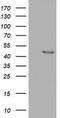 Serpin B4 antibody, LS-C785545, Lifespan Biosciences, Western Blot image 