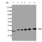 Small nuclear ribonucleoprotein-associated protein N antibody, orb76288, Biorbyt, Western Blot image 