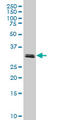 TATA-Box Binding Protein Associated Factor 11 antibody, LS-C133466, Lifespan Biosciences, Western Blot image 