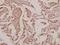 Insulin Like 4 antibody, A09422-1, Boster Biological Technology, Immunohistochemistry paraffin image 