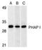 Acidic Nuclear Phosphoprotein 32 Family Member A antibody, ADI-905-234-100, Enzo Life Sciences, Western Blot image 