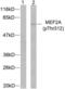 Myocyte Enhancer Factor 2A antibody, LS-C117409, Lifespan Biosciences, Western Blot image 