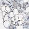 Calbindin 2 antibody, NBP1-88220, Novus Biologicals, Immunohistochemistry paraffin image 
