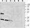 Receptor Activity Modifying Protein 1 antibody, PA5-77720, Invitrogen Antibodies, Western Blot image 