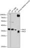 Four And A Half LIM Domains 3 antibody, GTX64633, GeneTex, Western Blot image 