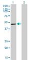 RELT TNF Receptor antibody, H00084957-M01, Novus Biologicals, Western Blot image 