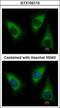 Lysyl-TRNA Synthetase antibody, GTX102113, GeneTex, Immunocytochemistry image 