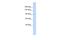 N-Deacetylase And N-Sulfotransferase 3 antibody, A09685, Boster Biological Technology, Western Blot image 