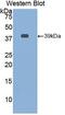 BGP antibody, MBS2004539, MyBioSource, Western Blot image 