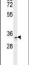 Aldo-Keto Reductase Family 1 Member C3 antibody, PA5-23667, Invitrogen Antibodies, Western Blot image 