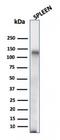 CD68 Molecule antibody, GTX34544, GeneTex, Western Blot image 