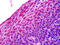 Adenosine receptor A3 antibody, TA340742, Origene, Immunohistochemistry frozen image 
