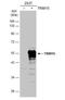 Tripartite Motif Containing 15 antibody, NBP2-20706, Novus Biologicals, Western Blot image 