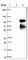 Glucocorticoid Modulatory Element Binding Protein 1 antibody, HPA044811, Atlas Antibodies, Western Blot image 