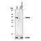 Peptidyl-prolyl cis-trans isomerase FKBP5 antibody, AF4094, R&D Systems, Western Blot image 