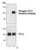 Tripartite Motif Containing 28 antibody, PA5-17231, Invitrogen Antibodies, Western Blot image 