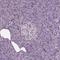 N-Terminal EF-Hand Calcium Binding Protein 1 antibody, HPA025963, Atlas Antibodies, Immunohistochemistry frozen image 