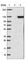 GTPase Activating Rap/RanGAP Domain Like 3 antibody, HPA022433, Atlas Antibodies, Western Blot image 