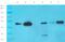 Phospholipase A2 Group VII antibody, orb55858, Biorbyt, Western Blot image 