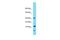 Distal Membrane Arm Assembly Complex 1 antibody, PA5-46291, Invitrogen Antibodies, Western Blot image 