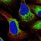 Reticulocalbin 3 antibody, NBP2-38627, Novus Biologicals, Immunofluorescence image 