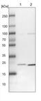 Ubiquinol-Cytochrome C Reductase Complex Assembly Factor 1 antibody, NBP1-90766, Novus Biologicals, Western Blot image 