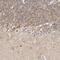 TRNA Splicing Endonuclease Subunit 2 antibody, PA5-55513, Invitrogen Antibodies, Immunohistochemistry paraffin image 