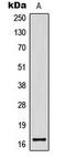 Histone Cluster 4 H4 antibody, LS-C354119, Lifespan Biosciences, Western Blot image 
