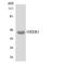 Oxoeicosanoid Receptor 1 antibody, LS-C200440, Lifespan Biosciences, Western Blot image 