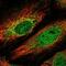 Zinc Finger Protein 875 antibody, NBP2-55167, Novus Biologicals, Immunofluorescence image 