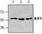Integrin Linked Kinase antibody, GTX59773, GeneTex, Western Blot image 