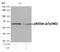 Docking Protein 1 antibody, NB100-82112, Novus Biologicals, Western Blot image 