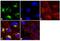 Sonic hedgehog protein antibody, 710410, Invitrogen Antibodies, Immunofluorescence image 