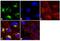 Sonic Hedgehog Signaling Molecule antibody, 710410, Invitrogen Antibodies, Immunofluorescence image 