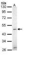 Zic Family Member 3 antibody, NBP1-33207, Novus Biologicals, Western Blot image 