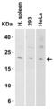 Interleukin 9 antibody, 7495, ProSci, Western Blot image 