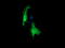 RAB30, Member RAS Oncogene Family antibody, LS-C787551, Lifespan Biosciences, Immunofluorescence image 