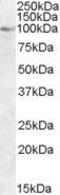 Oxysterol-binding protein 1 antibody, PA5-18218, Invitrogen Antibodies, Western Blot image 