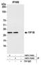 Yip1 Interacting Factor Homolog B, Membrane Trafficking Protein antibody, NBP2-76381, Novus Biologicals, Western Blot image 