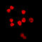 Thymine DNA Glycosylase antibody, LS-C354097, Lifespan Biosciences, Immunofluorescence image 